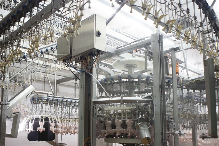 15,000 bph processing keep control and think fast. Photo: Marel