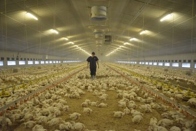 Evaluating comparative broiler performance through trials. Photo: Aviagen
