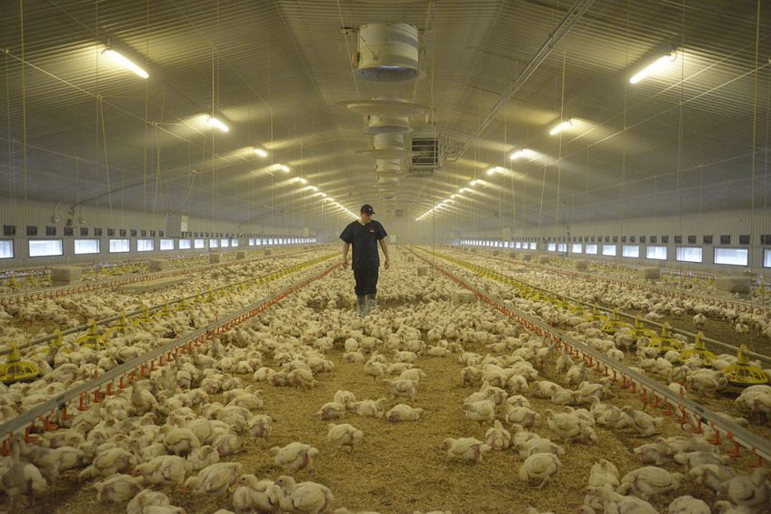 Evaluating comparative broiler performance through trials. Photo: Aviagen