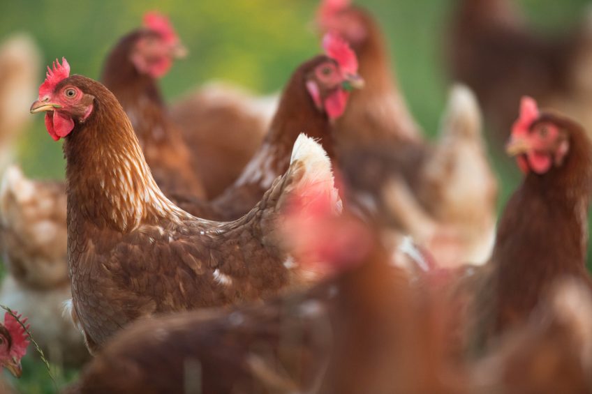 Management tips to stop feather pecking.