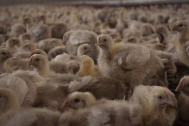 Agricultural producers in the Ukraine fear that exports become at risk when the government transfers the tasks of Gosprodpotrebzlyuzba to a new government agency. Photo: Misset