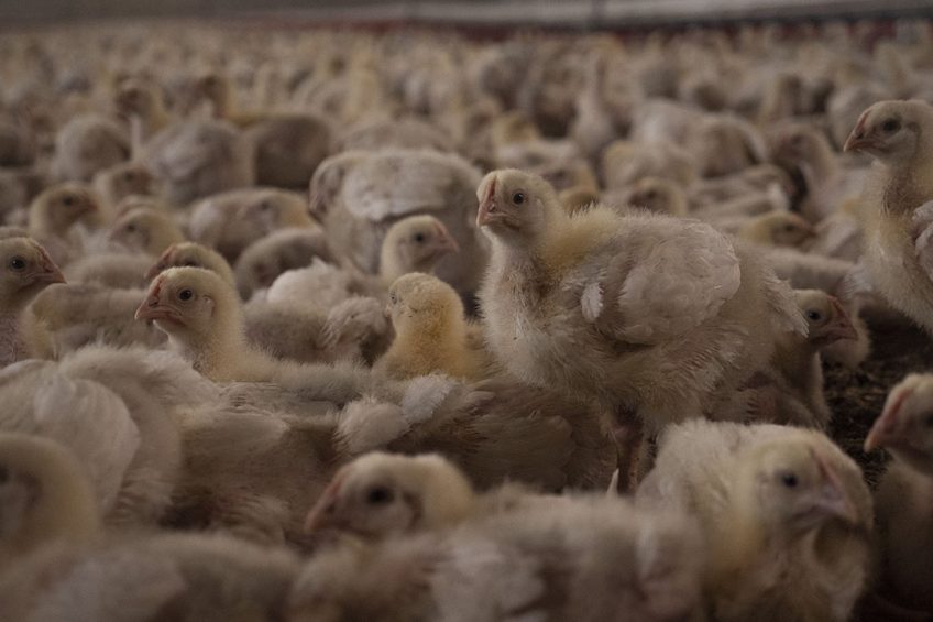 Agricultural producers in the Ukraine fear that exports become at risk when the government transfers the tasks of Gosprodpotrebzlyuzba to a new government agency. Photo: Misset