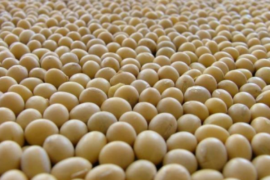 Fragile poultry industry challenging US soybean farmers