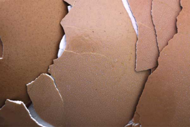 Alternative eggshell disinfection effective and acceptable