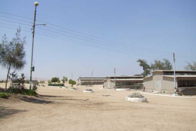 Chickens kept in hot climate zones require feed and a feeding strategy that allows them to perform.