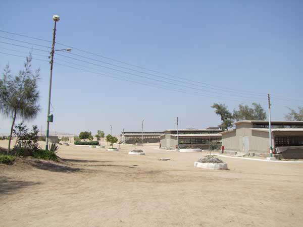 Chickens kept in hot climate zones require feed and a feeding strategy that allows them to perform.