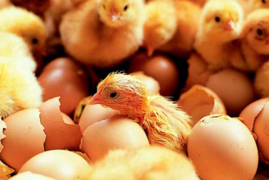 Successful first hatch at new Romanian turkey hatchery