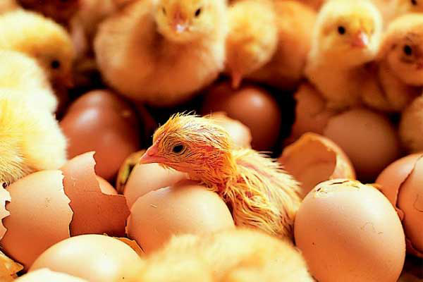 Successful first hatch at new Romanian turkey hatchery