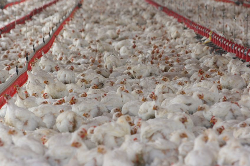 Protect profits through supplementation of HMTBa. Photo: Novus International