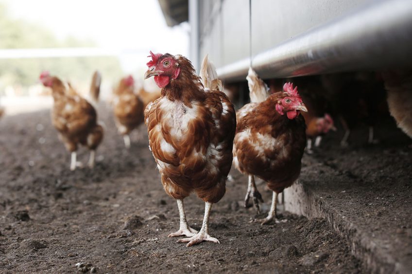 Farm accountants Andersons believe that while barn production could grow from its current 3% to 10% of the market by 2025, in most cases free-range may become the commodity egg offering. Photo: Ton Kastermans