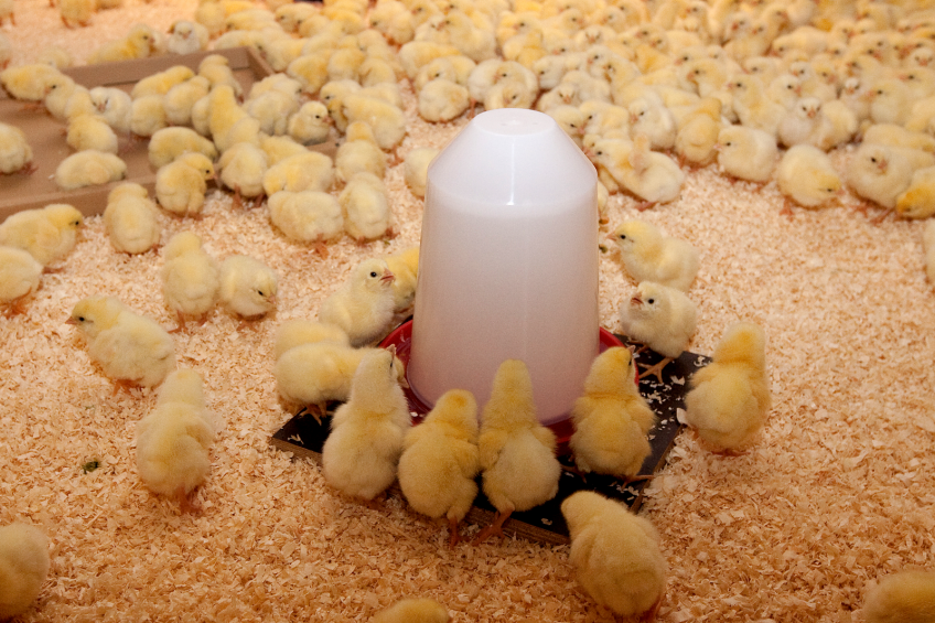 Antioxidant supplementation is highly recommended during growth and key stages of production involving increased stress (weaning, vaccination, transport, heat stress and reproduction among others). Lallemand Animal Nutrition has developed a product based on melon extract. It is now also available for drinking water.