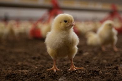Phileo event focused on poultry disease and nutrition. Photo: Ronald Hissink