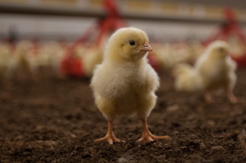 Phileo event focused on poultry disease and nutrition. Photo: Ronald Hissink