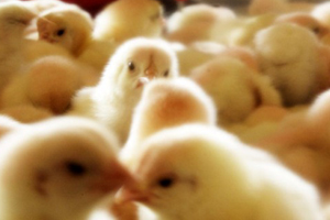 Colombian hatchery embarks on expansion plan