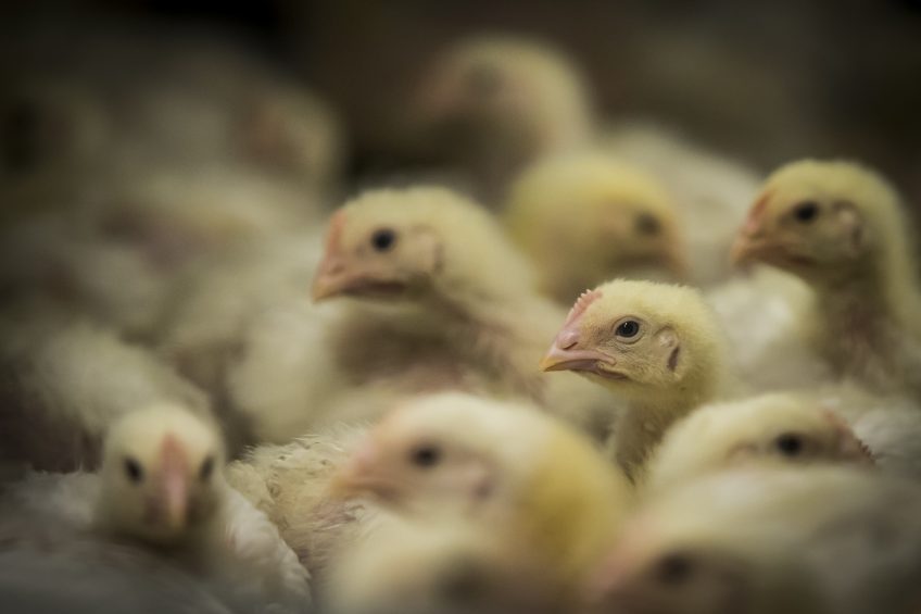 Cherkizovo aiming for parent flock self-sufficiency. Photo: Bertil van Beek
