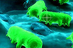 Study: Using salmogenics to improve broiler performance