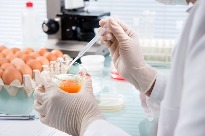 Supporting egg quality through feed solutions. Photo: Alexander Raths