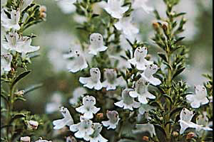Study: Thyme as antibiotic alternative in poultry feed