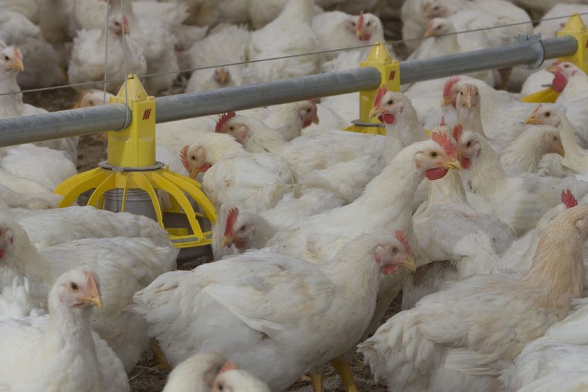 Photo: Royal Agrifirm Group