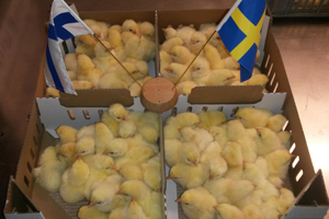 Finnish producer receives Ross parent stock from Sweden