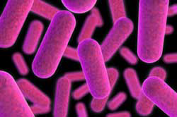 Peru: Is Salmonella linked to poultry production?