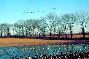 Climate change: Impact on dispersal of poultry diseases