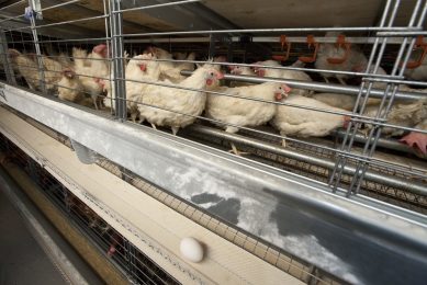 Birds in colony units have lower exposure to disease and easier access to feed and water. Photo: Koos Groenewold