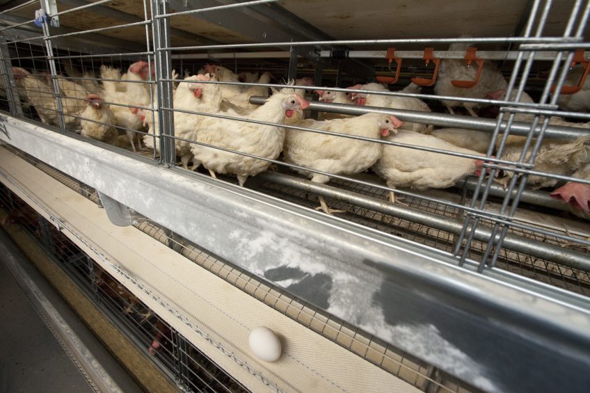 Birds in colony units have lower exposure to disease and easier access to feed and water. Photo: Koos Groenewold