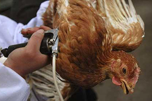 Proposed US bill could further curb use of antibiotics in US poultry