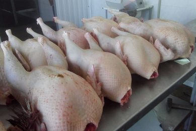 Troughout Russia turkey meat infected with HPAI was recovered by veterinary watchdog Rosselhoznadzor, with Eurodon as a source. Photo: Vladislav Vorotnikov
