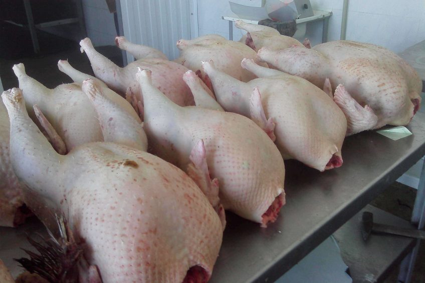 Troughout Russia turkey meat infected with HPAI was recovered by veterinary watchdog Rosselhoznadzor, with Eurodon as a source. Photo: Vladislav Vorotnikov
