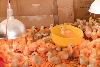 We also had to actually pull some eggs from our hatchery, so that we could destroy them as eggs instead of chicks,  Fseha Tesfu at EthioChicken told Reuters. Photo: Zoe Schaeffer
