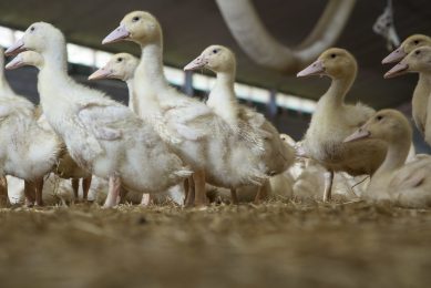 Single vaccine developed for avian flu and duck enteritis. Photo: Koos Groenwold