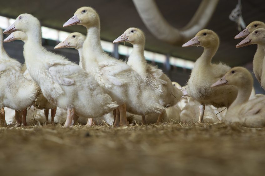 Single vaccine developed for avian flu and duck enteritis. Photo: Koos Groenwold