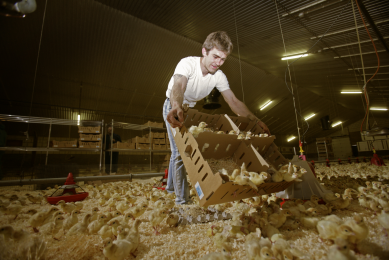 The development of the gut starts during incubation and continues once the poult hatches. During the first 2 weeks of life, the gut tissues undergo rapid development and the villi at the gut surface elongate. [Photo: RBI]