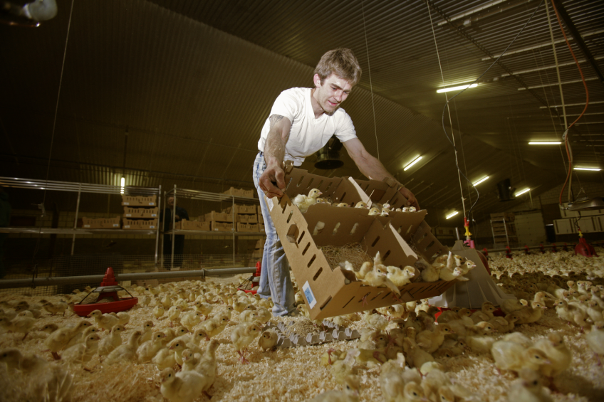The development of the gut starts during incubation and continues once the poult hatches. During the first 2 weeks of life, the gut tissues undergo rapid development and the villi at the gut surface elongate. [Photo: RBI]