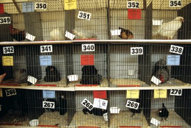Poultry showings cancelled despite end to gatherings ban. Photo: Andrew Chadwick/Rex/Shutterstock