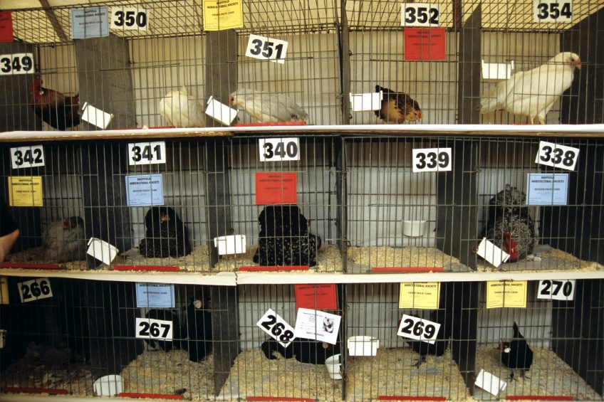 Poultry showings cancelled despite end to gatherings ban. Photo: Andrew Chadwick/Rex/Shutterstock