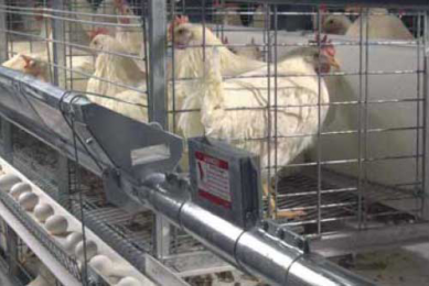 Studies have shown that Campylobacter and Salmonella are more common in chickens having outdoor exposure than in birds raised in conventional indoor housing (cages).