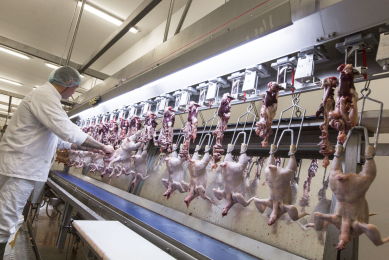photo: Koos Groenewold<br />Preventing cross contamination in the processing plant is one way of reducing campylobacter on the end product level. However, on farm measures are key in preventing the bug from spreading.