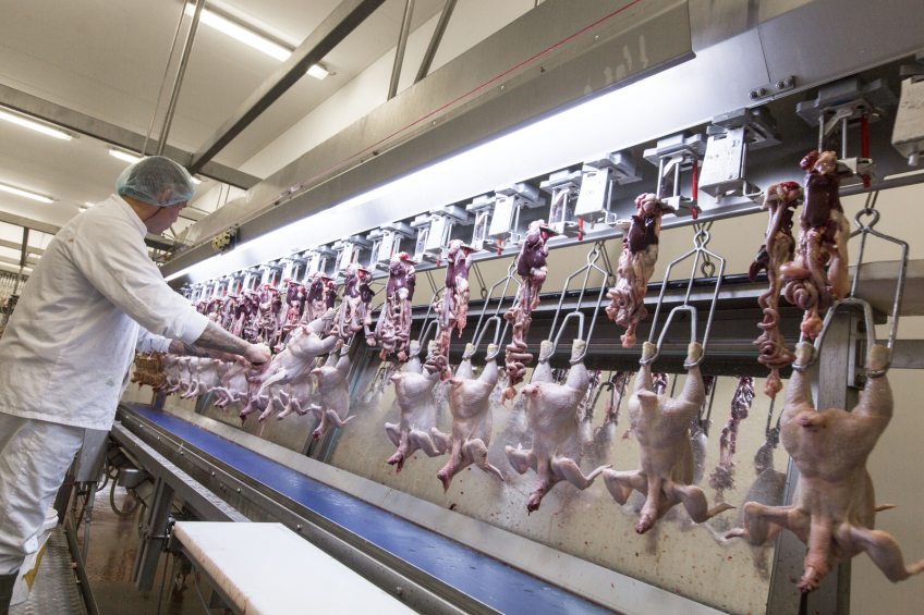 photo: Koos Groenewold<br />Preventing cross contamination in the processing plant is one way of reducing campylobacter on the end product level. However, on farm measures are key in preventing the bug from spreading.