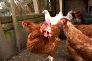 Salmonella prevalence in US backyard farming