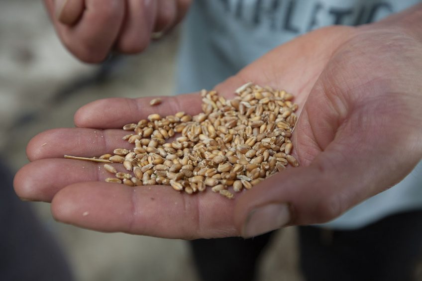Animal feed is often contaminated with 2 or more mycotoxins, making it important for an anti-mycotoxin agent to be effective against a wide range of different mycotoxins. Photo: Hans Banus