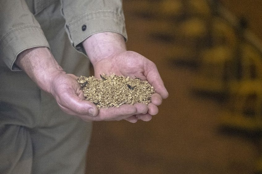 When the conditions for microbial growth are present at any stage of the feed chain, Enterobacteriaceae like salmonella can threaten both animals consuming contaminated feed and humans consuming the animal-based product. Photo: Jan Willem van Vliet