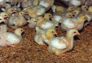 Litter management   Part 2: Litter condition strongly depends on good management