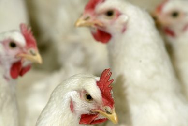 Webinar: How to limit the impact of intact beaks in parent stock