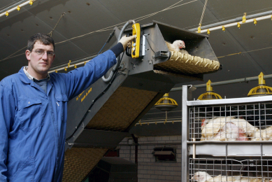 Chicken productivity sensitive to light and sound. Photo: Peter Roek