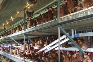 US egg producers agreed to convert existing cage housing to enriched modules over a fifteen year period.