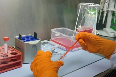 Germany s Friedrich-Loeffler-Institut examined whether chickens can become infected with SARS-CoV-2. Photo: FLI