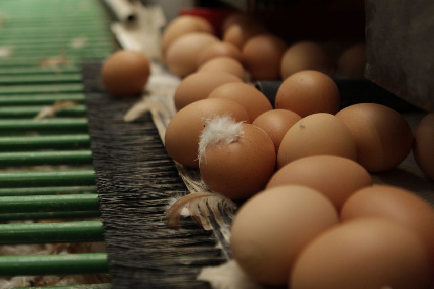 EU salmonella spike caused by egg contamination. Photo: Hans Prinsen